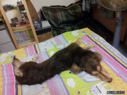 協尋：2012/4/19屏東國稅局長毛臘腸狗bunny走失..