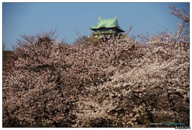 大阪城:天守險遭櫻花花海滅頂。今日西之丸庭園我獨佔。