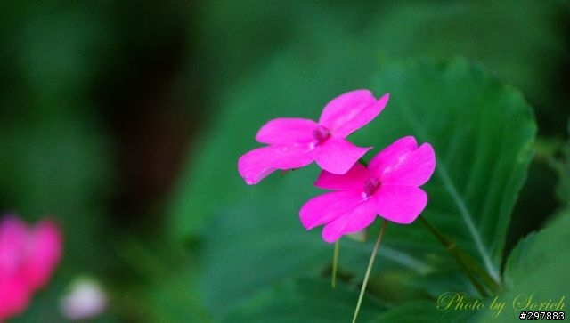 桐花開，賞桐趣