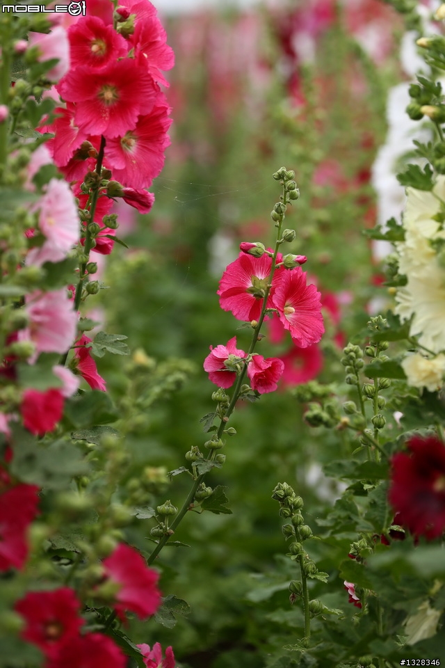 學甲   蜀葵花田 [ 創意花田好地方,請大家告訴大家 ]