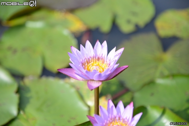 Nikon D800在哭泣湖開箱