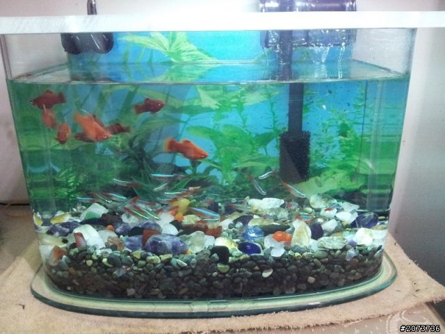 我家魚缸進化史~