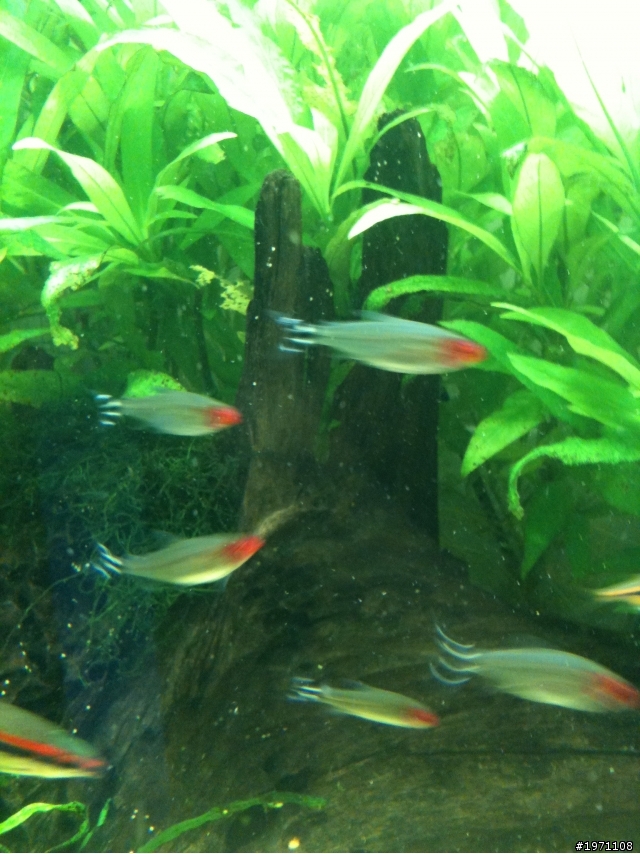 (台南市)這些燈科魚+水草~詳見內容