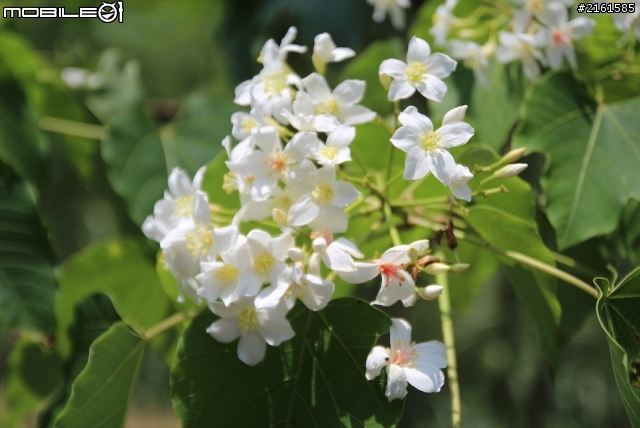 新竹縣關西鎮馬武督桐花季賜福公園