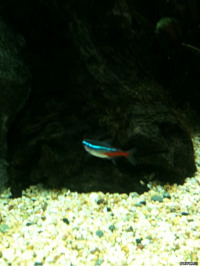(台南市)這些燈科魚+水草~詳見內容