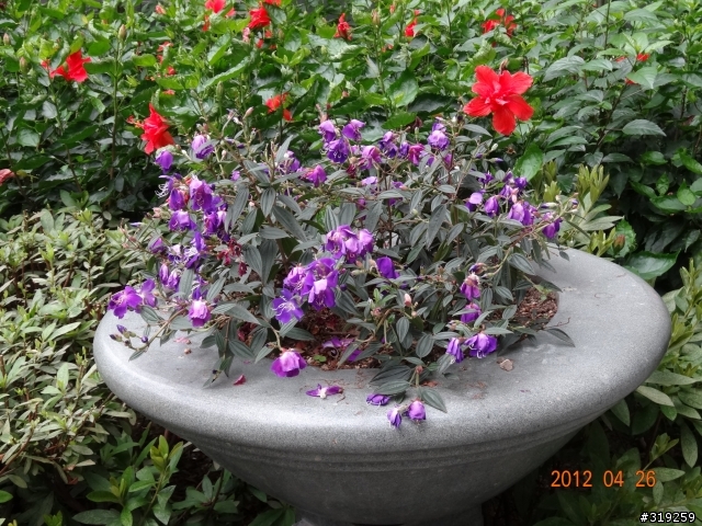 SONY DSC-HX30V 隨意拍