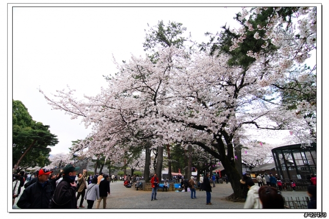 [SKYWAVE TYPE-S]桜X小田原城