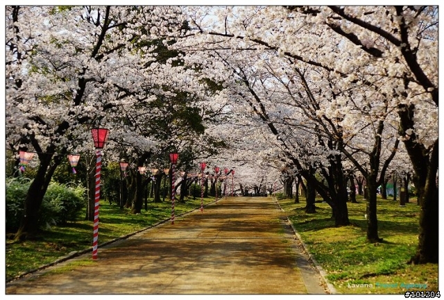 大阪城:天守險遭櫻花花海滅頂。今日西之丸庭園我獨佔。