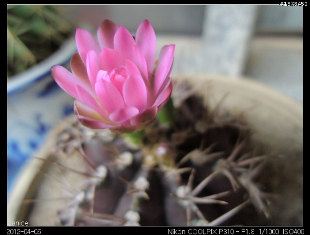 【 Nikon COOLPIX P310 】 一起來蓋大樓吧 (｡◕‿◕｡)❀
