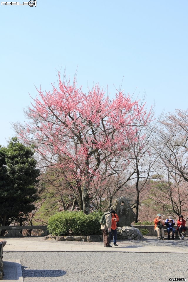 4/7-4/13關西7天6夜賞櫻鐵腿行day02