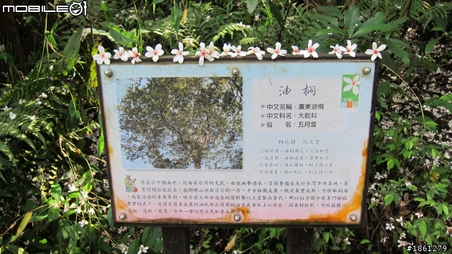 桐花舞紛飛－大艽芎古道