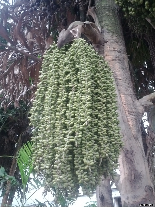 [有圖]請問這是什麼植物?