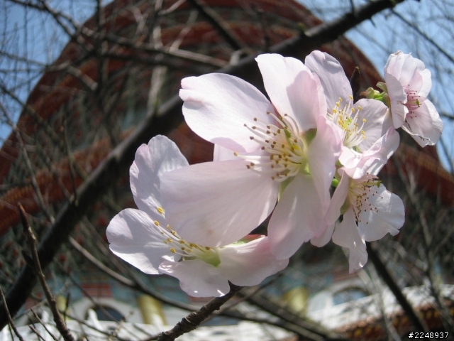 【開箱】實測Canon MG3170 PIXMA多功能相片複合機