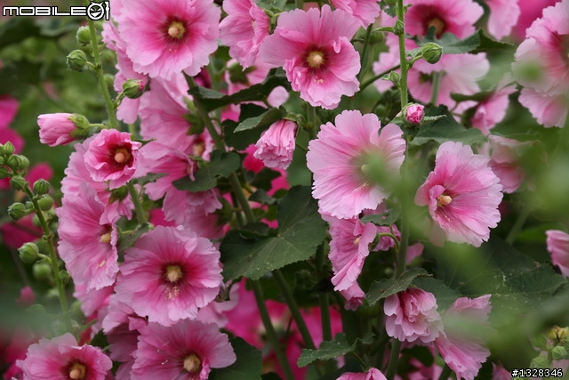 學甲   蜀葵花田 [ 創意花田好地方,請大家告訴大家 ]