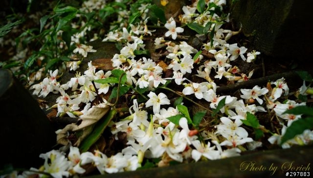 桐花開，賞桐趣