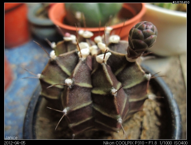 【 Nikon COOLPIX P310 】 一起來蓋大樓吧 (｡◕‿◕｡)❀