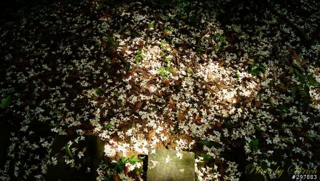 桐花開，賞桐趣