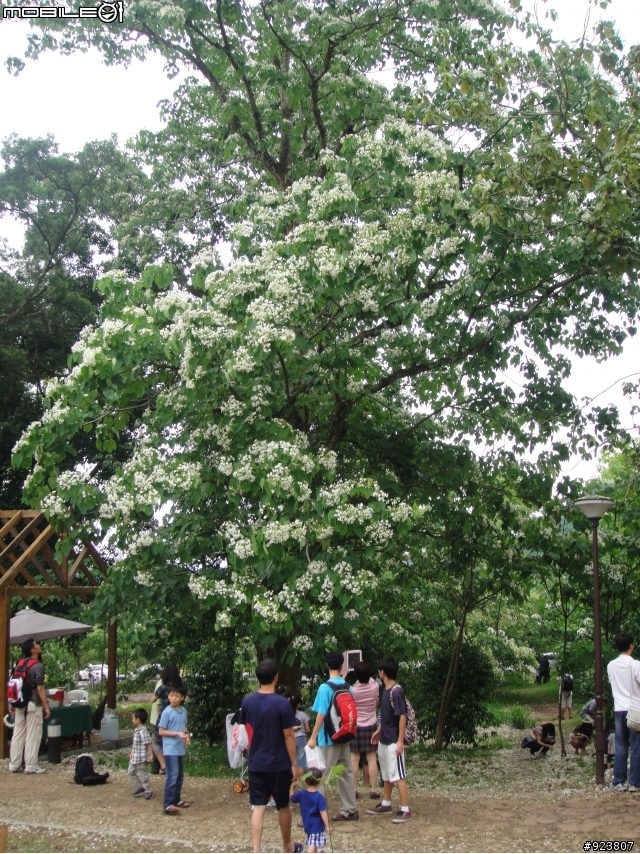 20120421  荷苞山賞桐登山階梯步道