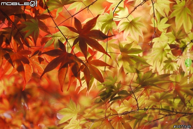 GF1 X 蘇聯八羽怪  IN 太平山-火紅