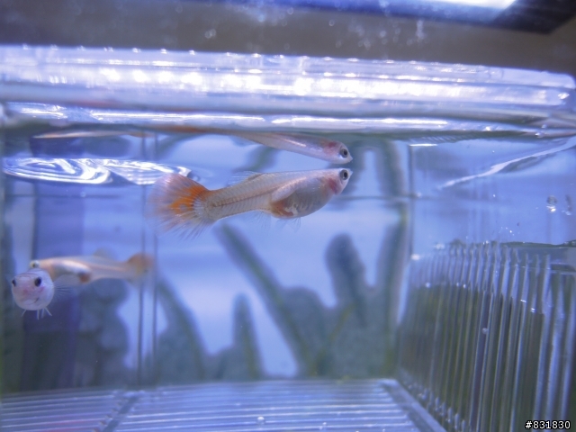 新手請教小魚生產問題