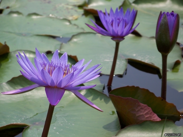 柯達Z712is照片，舊機仍可用