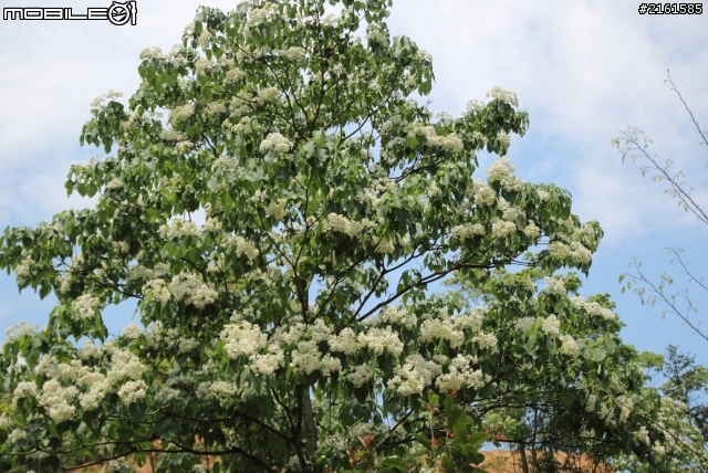 新竹縣關西鎮馬武督桐花季賜福公園