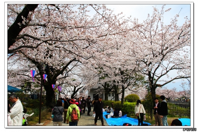 [SKYWAVE TYPE-S]桜X小田原城