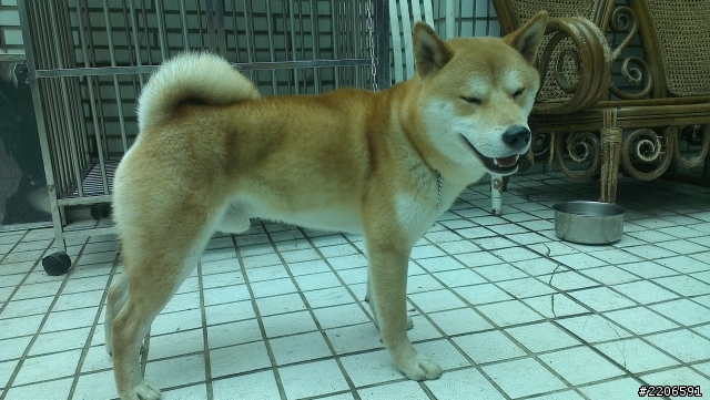 柴犬弟弟交女朋友