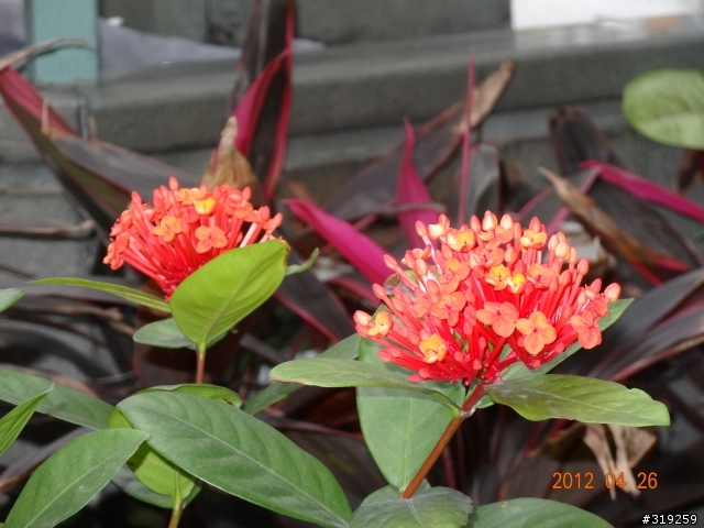 SONY DSC-HX30V 隨意拍