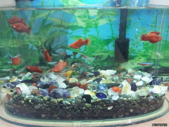 我家魚缸進化史~