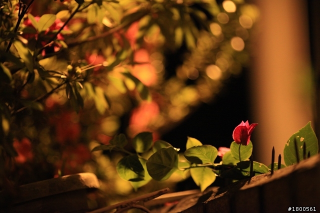 夜晚的花草也能蓋大樓嗎??