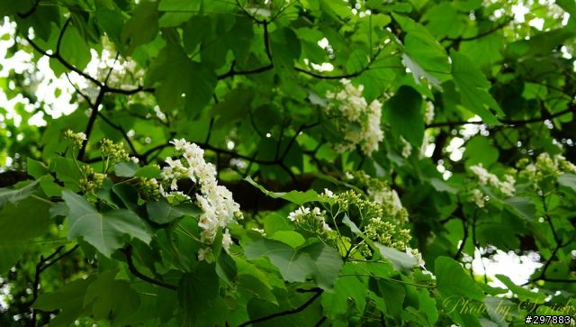 桐花開，賞桐趣
