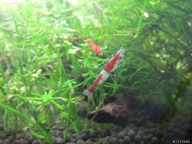琉璃蝦生長紀錄