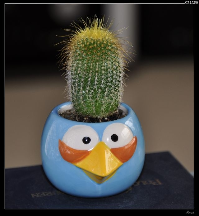 Angry birds 憤怒鳥馬克杯變身為憤怒仙人掌!