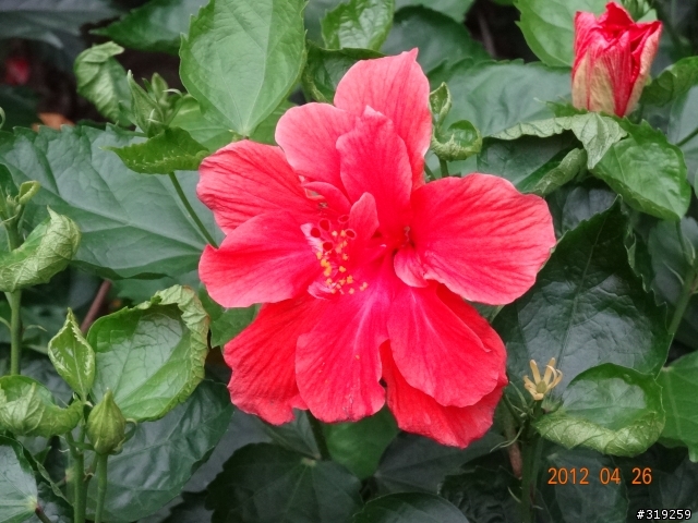 SONY DSC-HX30V 隨意拍