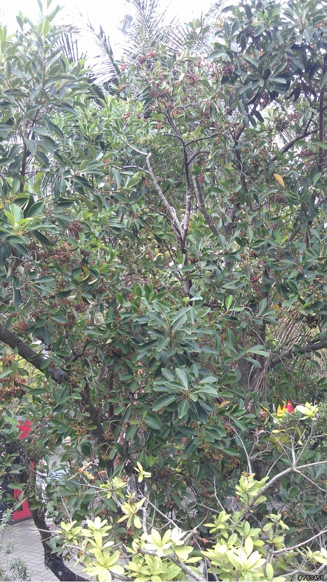 請問這是什麼樹