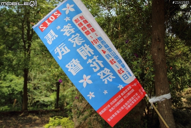 新竹縣關西鎮馬武督桐花季賜福公園
