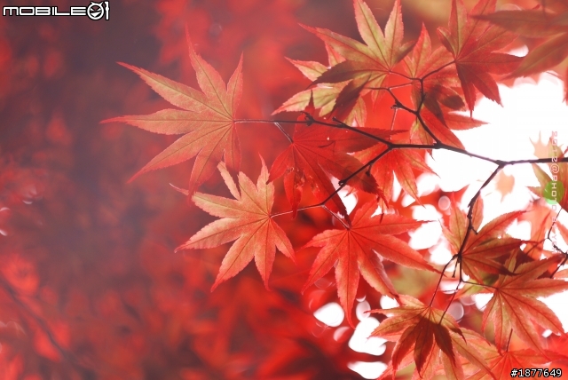 GF1 X 蘇聯八羽怪  IN 太平山-火紅