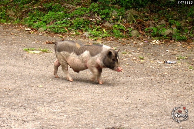 2012-04-14 新竹青蛙石, 水田林道鰻潭瀑布閒晃