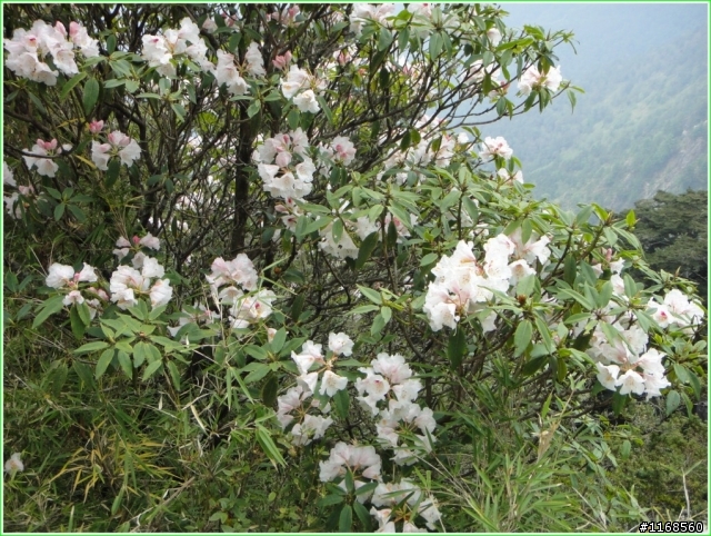 給自己的退休禮物----玉山登頂