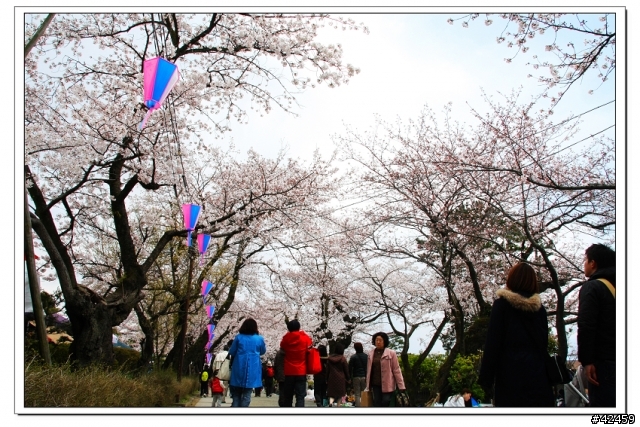 [SKYWAVE TYPE-S]桜X小田原城