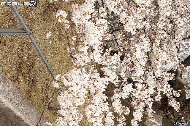 400元老鏡試拍第二彈 皇居旁的櫻花（ 圖超多 慎入）