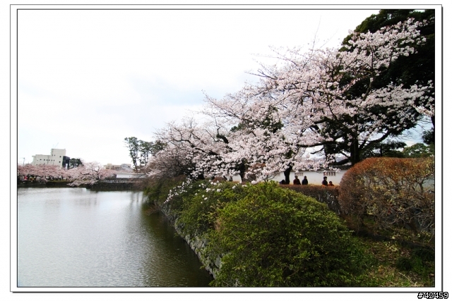 [SKYWAVE TYPE-S]桜X小田原城