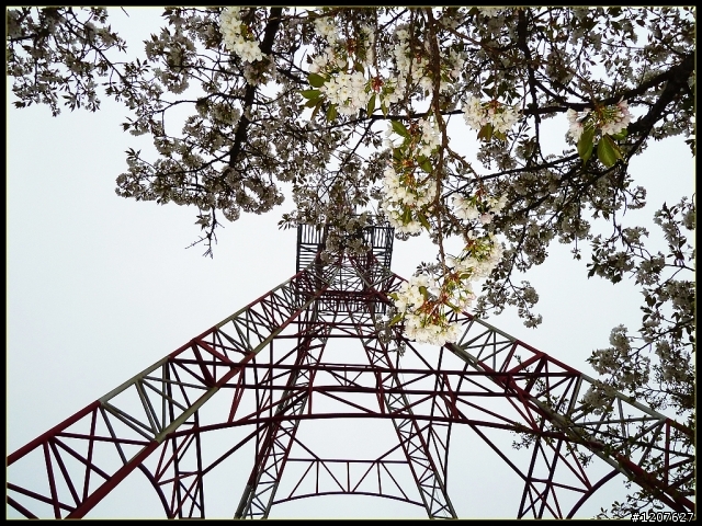 2012.04.01_機車△_阿里山櫻花、雲海、日出