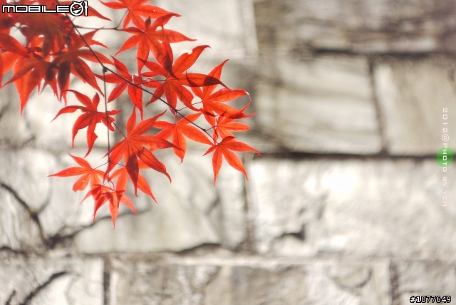 GF1 X 蘇聯八羽怪  IN 太平山-火紅