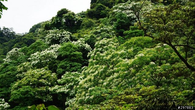 桐花開，賞桐趣