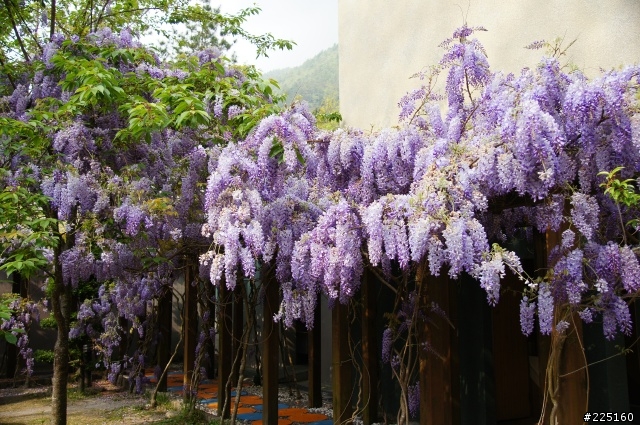 武陵農場除了櫻花,還有紫藤