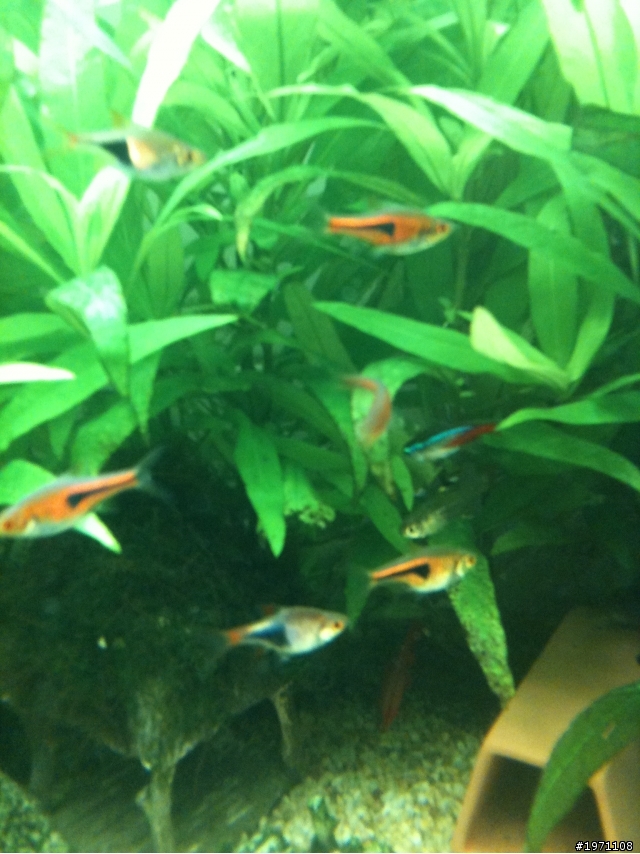 (台南市)這些燈科魚+水草~詳見內容