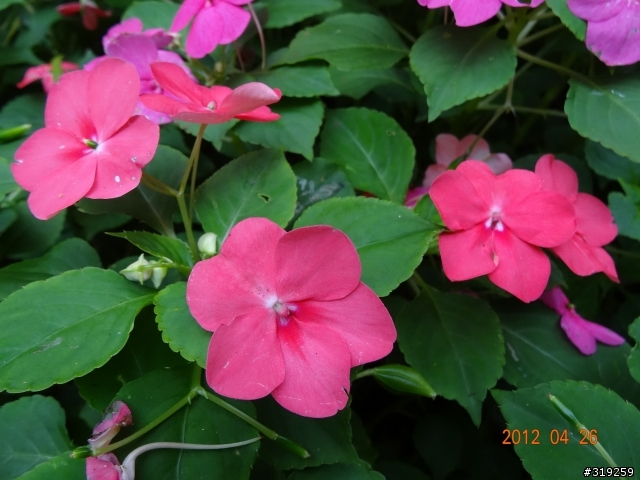 SONY DSC-HX30V 隨意拍