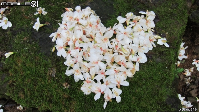 桐花舞紛飛－大艽芎古道